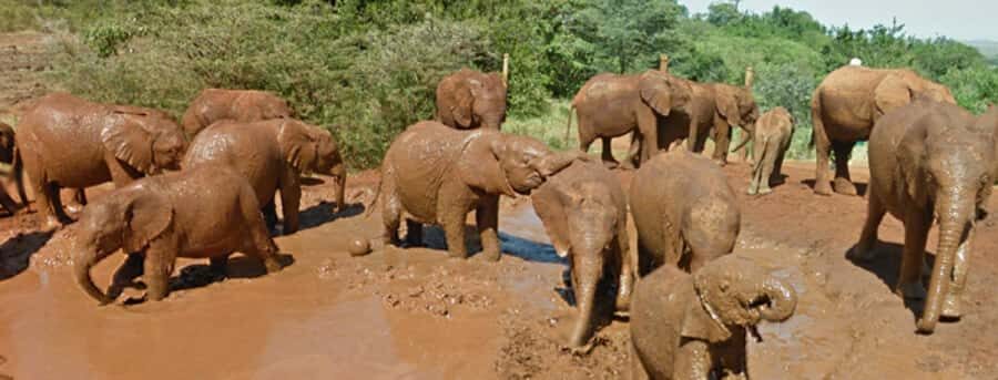 Amboseli National Park Day Trip from Nairobi - Entering Amboseli: Why the Elephant Herds Are the Main Event