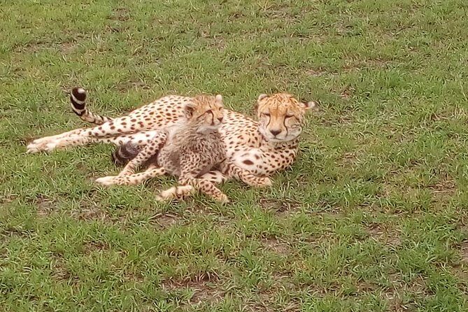 Amboseli National park Day trip:Mt kilimanjaro Views - Key things to know before you go