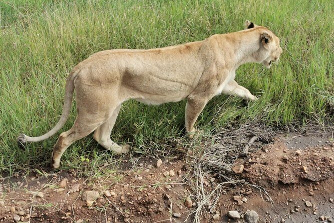 Amboseli National park Day trip:Mt kilimanjaro Views - Lunch, Bottled Water, and Pool Time That Breaks the Day