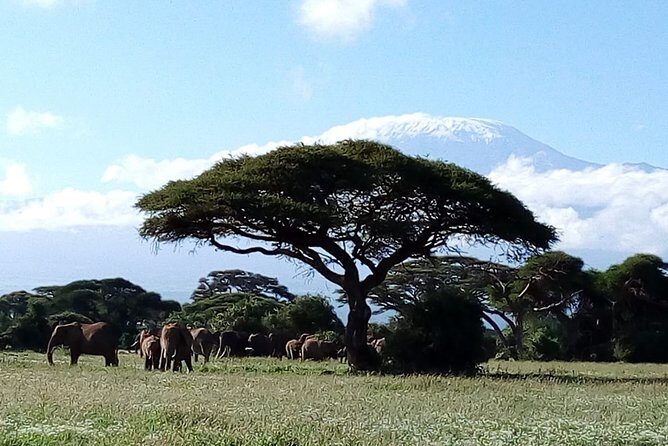 Amboseli National park Day trip:Mt kilimanjaro Views - Private Van Comfort and the Role of Your Local Guide