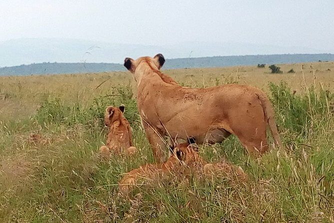 Amboseli National park Day trip:Mt kilimanjaro Views - How the Schedule Works: When Time in the Park Feels Short