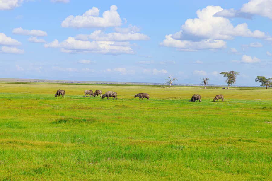 Amboseli National Park: Daytrip from Nairobi in a 4X4 Jeep - Nairobi to Amboseli: A Long Drive With Lots of Payoff