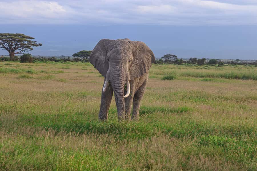 Amboseli National Park: Daytrip from Nairobi in a 4X4 Jeep - Entering Amboseli National Park: Why the Wildlife Is Easier to Spot