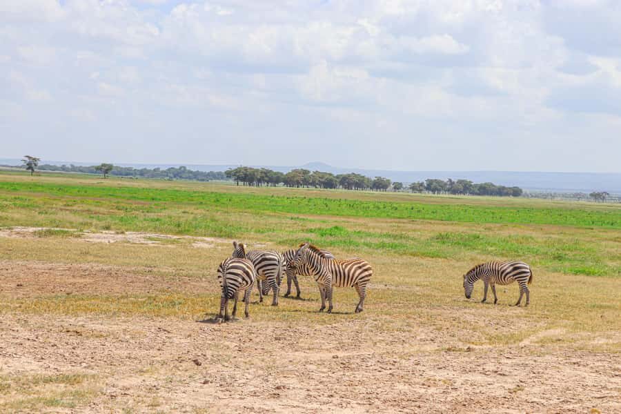 Amboseli National Park: Daytrip from Nairobi in a 4X4 Jeep - Open-Roof 4x4 Game Drives: The Best Viewing Seat You’ll Get