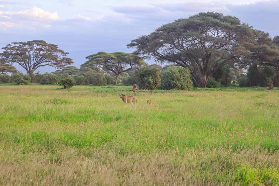 Amboseli National Park: Daytrip from Nairobi in a 4X4 Jeep - Breaks, Viewing Pace, and Buying Souvenirs on the Way