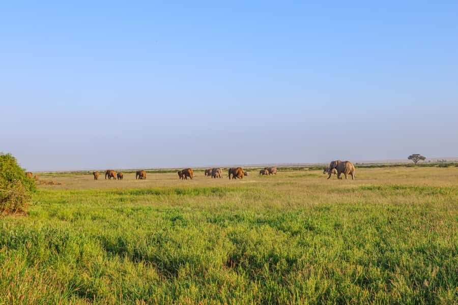Amboseli National Park: Daytrip from Nairobi in a 4X4 Jeep - Lunch at Kibo Safari Camp: Fuel After the Best Animal Time