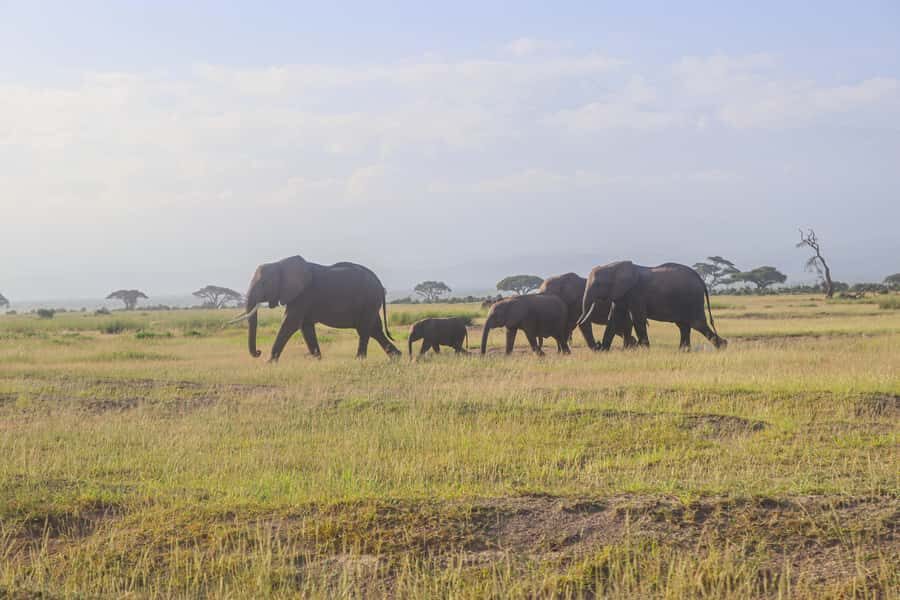 Amboseli National Park: Daytrip from Nairobi in a 4X4 Jeep - The Return to Nairobi: What a Full Day Feels Like