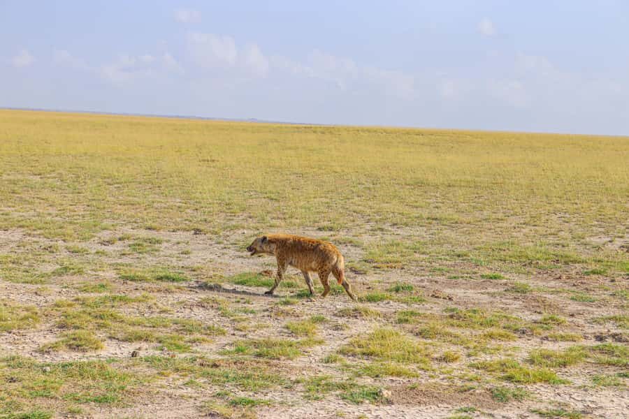 Amboseli National Park: Daytrip from Nairobi in a 4X4 Jeep - Who This One-Day Amboseli Trip Suits