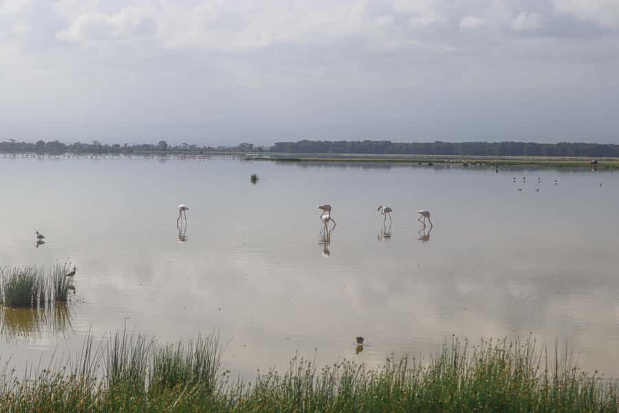 Amboseli National Park: Daytrip from Nairobi in a 4X4 Jeep - The Road Experience: Executive SUV Comfort and Safari Timing