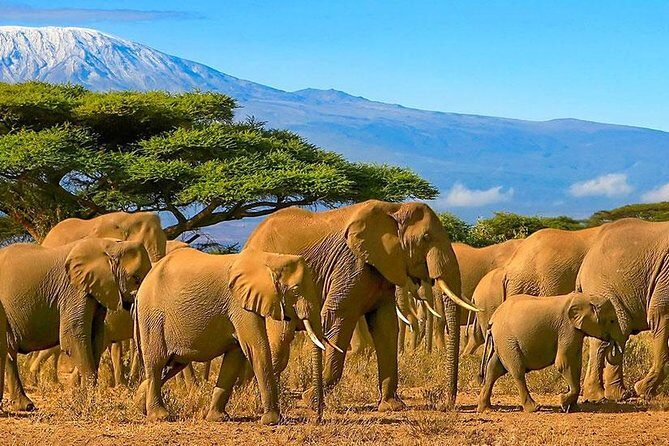 Amboseli National Park Full Day Guided Tour - Entering Amboseli National Park from Nairobi, Fast and Efficient