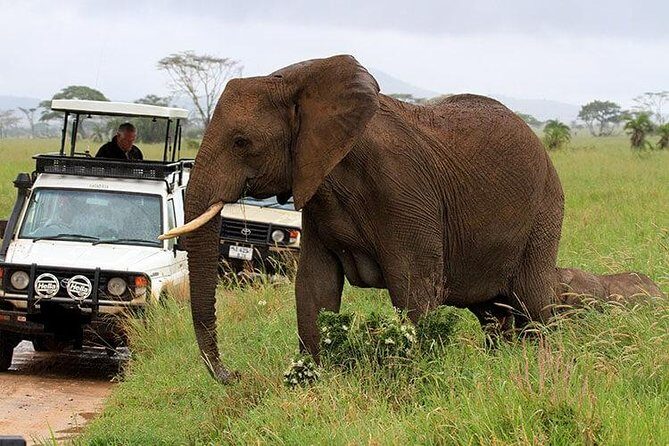 Amboseli National Park Full Day Guided Tour - Amboseli’s Best Photo Timing: Mt. Kilimanjaro When Weather Permits