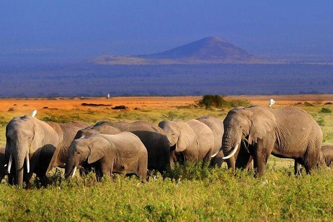 Amboseli National Park Full Day Guided Tour - What the Day Actually Feels Like: Timing, Breaks, and Energy