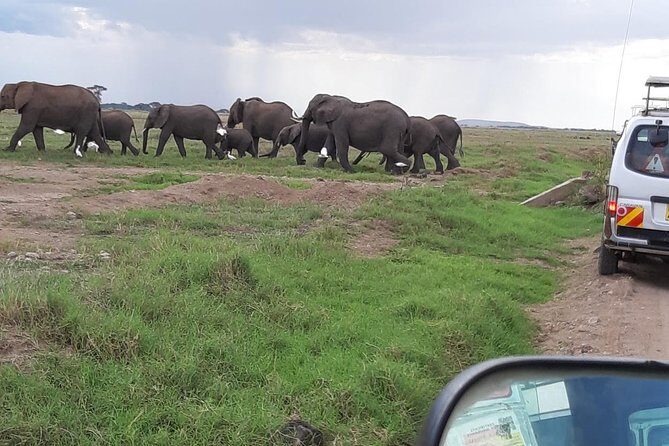 Amboseli National Park Full Day Guided Tour - Price and Value: The Real Cost After Entrance Fees