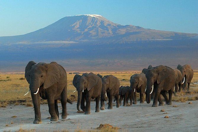 Amboseli National Park Full Day Guided Tour - Who Should Book This Amboseli Day Trip (and Who Should Skip)