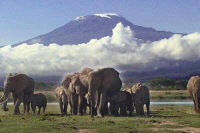 Amboseli National Park: Guided Full Day Tour - Inside Amboseli National Park: Elephants, Lions, Zebras, and That Big Mountain View