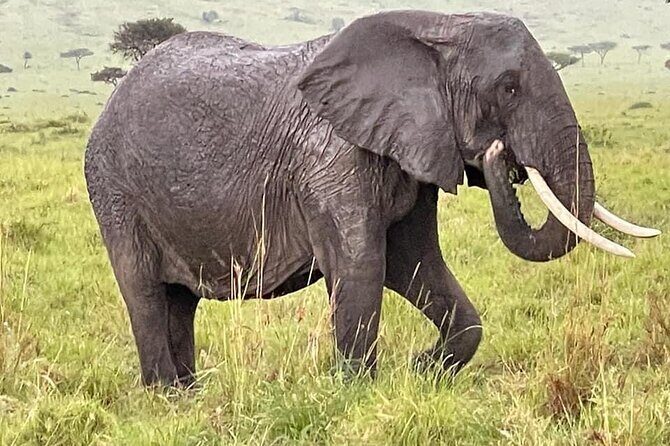 Amboseli national park over night - Afternoon game-drive, sundowner, and the elephant-and-water moments