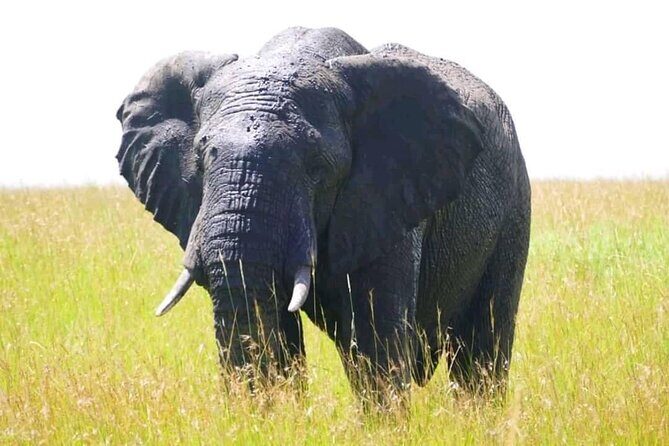 Amboseli national park over night - The 4-hour Nairobi to Amboseli transfer: comfort matters on day one
