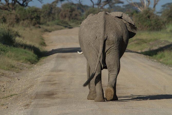 Amboseli Park & Kilimanjaro views Day tour - Why the 4:30 a.m. start is worth it