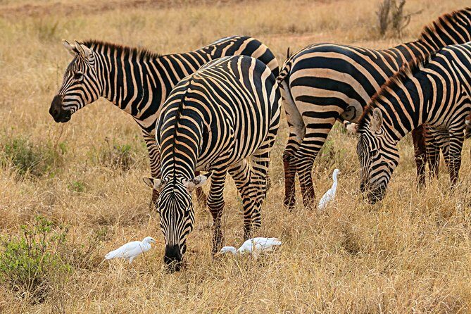 Amboseli Park & Kilimanjaro views Day tour - Mt. Kilimanjaro views: how to think about the weather window