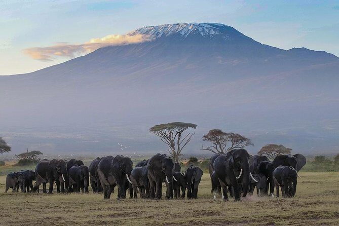 Amboseli Park & Kilimanjaro views Day tour - Lunch at 12:30 p.m.: your break, your options, your timing