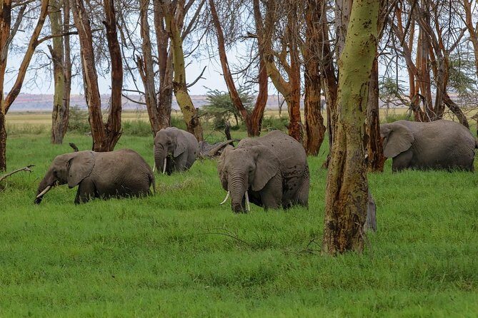 Amboseli Park & Kilimanjaro views Day tour - Photo-friendly guidance: how Peter’s style helps your results