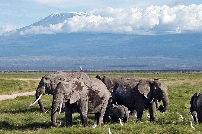 Amboseli Park & Kilimanjaro views Day tour - The Nairobi drive: long hours, real comfort, and smart stops