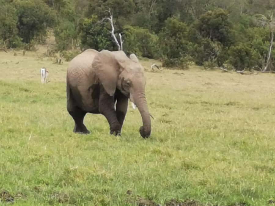 Amboseli Wildlife Day Tour And Masai Village Visit - Key Highlights You’ll Actually Care About