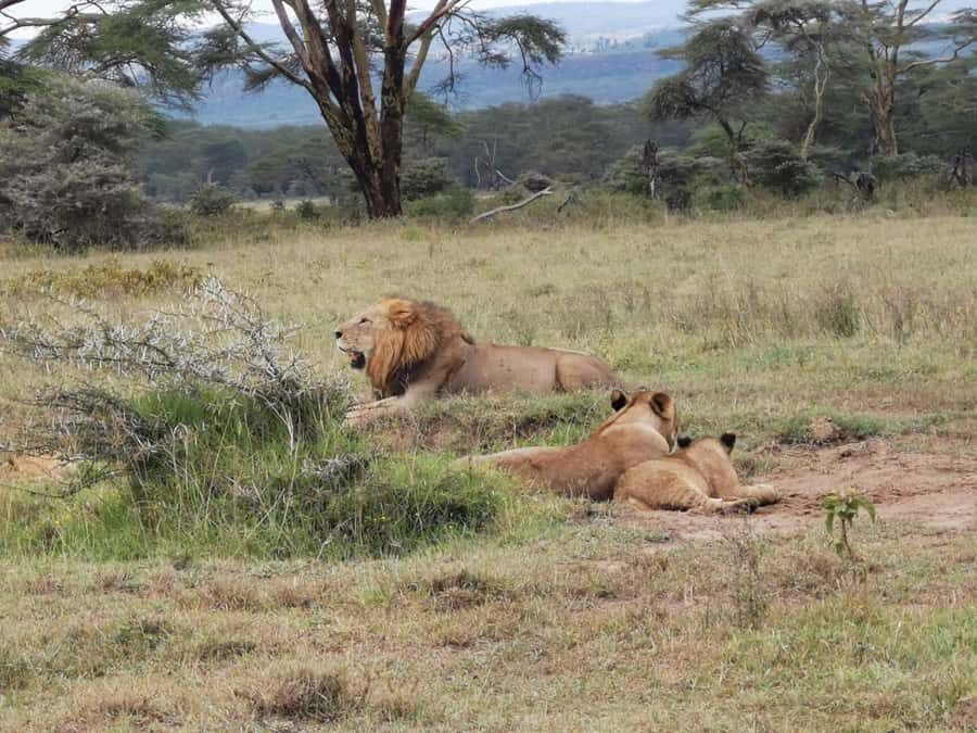 Amboseli Wildlife Day Tour And Masai Village Visit - Game Drive Strategy: Where Animals Tend to Show Up
