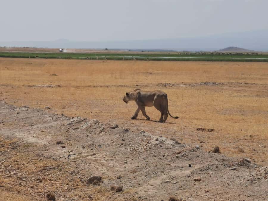 Amboseli Wildlife Day Tour And Masai Village Visit - Maasai Village Visit: Culture, Dance, and the Built-In Shopping Moment