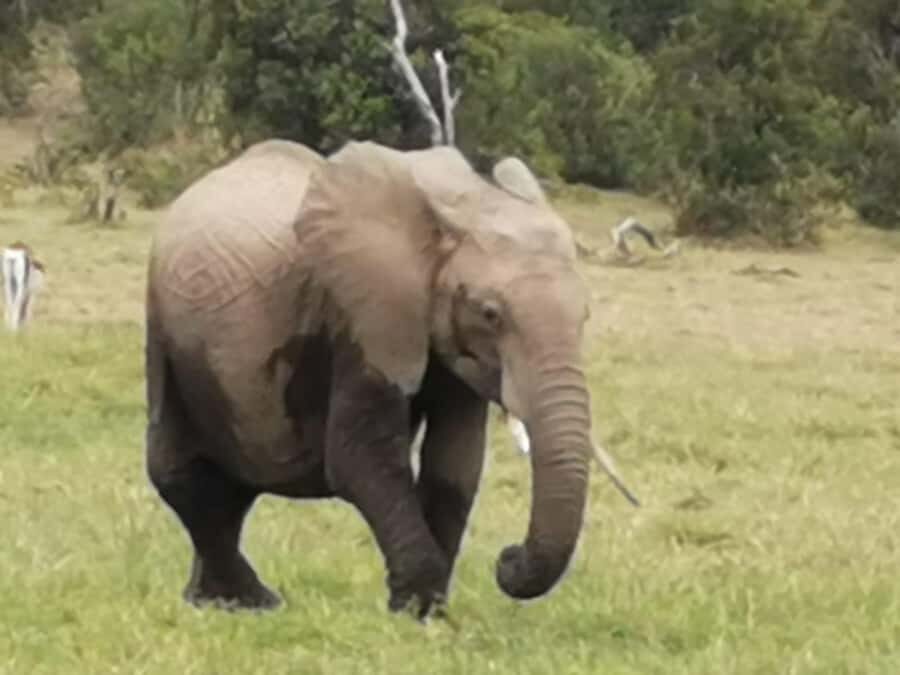 Amboseli Wildlife Day Tour And Masai Village Visit - Your Day’s Clock: 5am Pickup, Emali Stop, and the 8:30 Gate