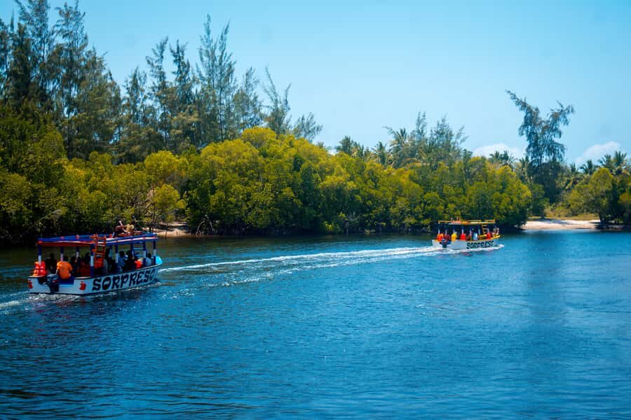 Blue Safari: Snorkeling at Watamu Marine Park & Seafood - Dolphins: Seasonal Chances, Up-Close Moments