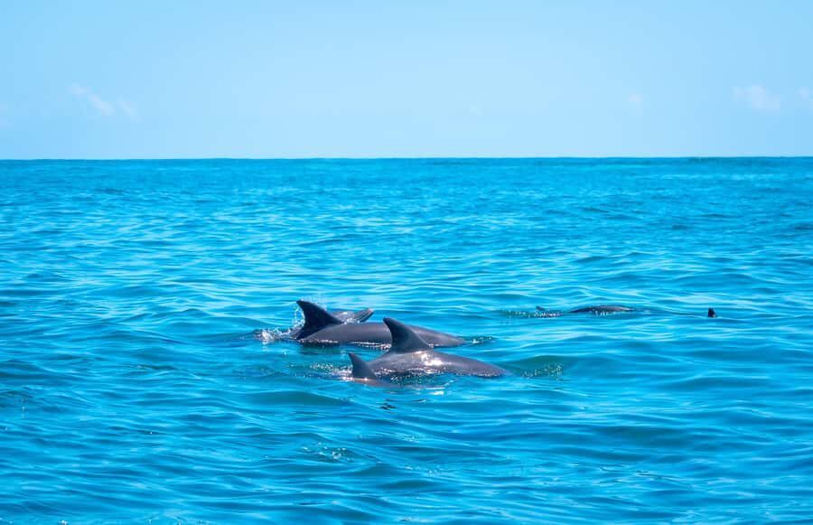 Blue Safari: Snorkeling at Watamu Marine Park & Seafood - Optional Canoe at Sudi Island: If You Want a Different Pace