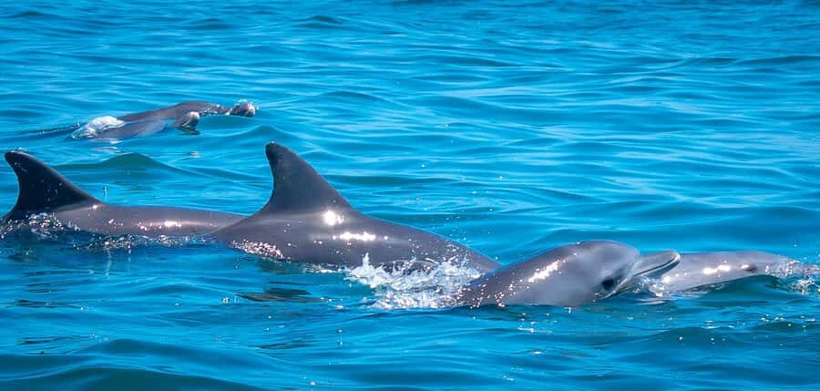 Blue Safari: Snorkeling at Watamu Marine Park & Seafood - Getting There Takes Time (So Don’t Overplan)