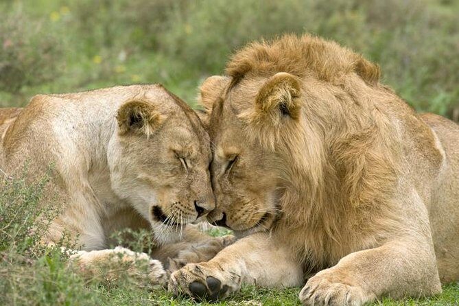 Classic Best Adventure In Kenya And Tanzania 2025 - Quick hits: What makes this safari work so well