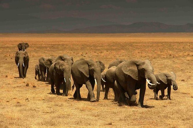 Classic Best Adventure In Kenya And Tanzania 2025 - Lake Manyara (Day 4): Rift Valley views and tree-climbing lions