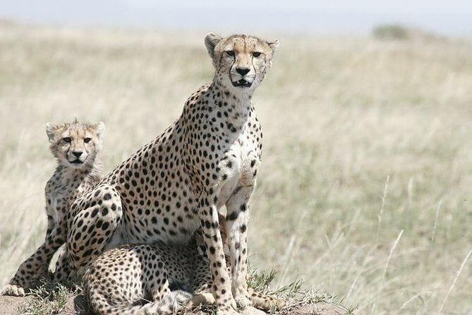 Classic Best Adventure In Kenya And Tanzania 2025 - Amboseli National Park (Days 2–3): elephants plus Kilimanjaro drama