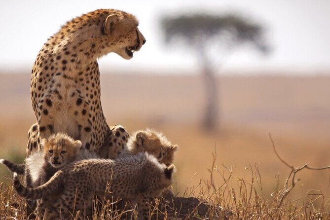 Classic Best of Kenya - Nairobi Arrival Day: Airport transfer and your guide’s game plan