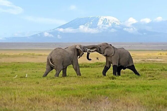 Classic Best of Kenya - Lake Nakuru: Rothschild’s giraffe and the black rhino chance