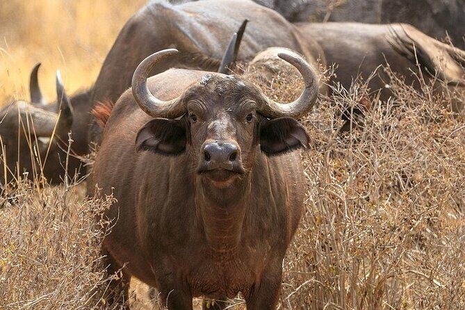 Classic Best of Kenya - A full day in the Mara: the lions, hippos, and the bird-spotting breaks