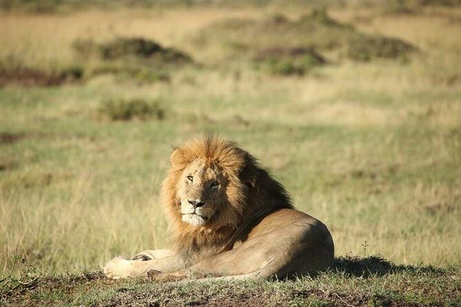 Classic Luxury 4 X 4 Masai Mara Safari - Entering Maasai Mara from Nairobi with real 4x4 time