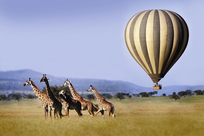 Classic Luxury 4 X 4 Masai Mara Safari - Day 1 in the Mara: check-in, lunch, and a dusk game drive