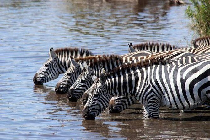 Classic Luxury 4 X 4 Masai Mara Safari - Loyk Mara Camp: full-board comfort plus laid-back camp options