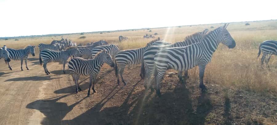 Crescent Island And Boat Ride Day Trip - Lunch time at Lake Naivasha: plan for what’s not included