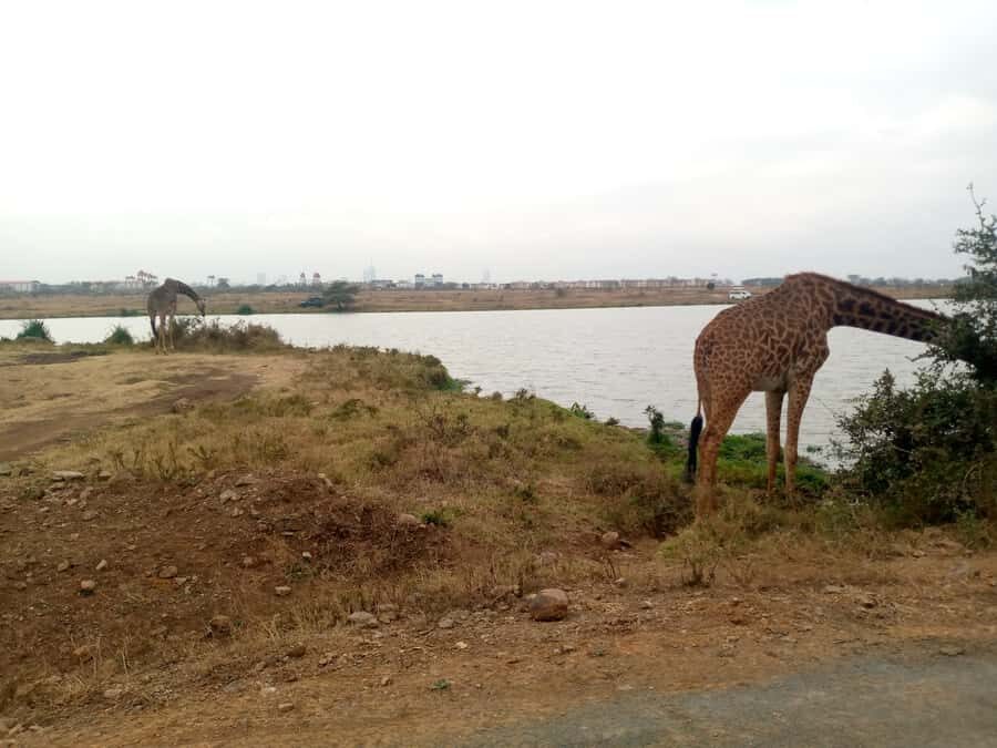 Crescent Island And Boat Ride Day Trip - Nairobi to the Rift Valley: the drive time that sets your day up