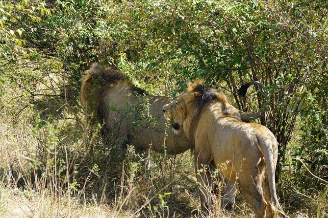 Daily departures 3 days masai mara by landcruiser - A tight 3-day route from Nairobi to Maasai Mara