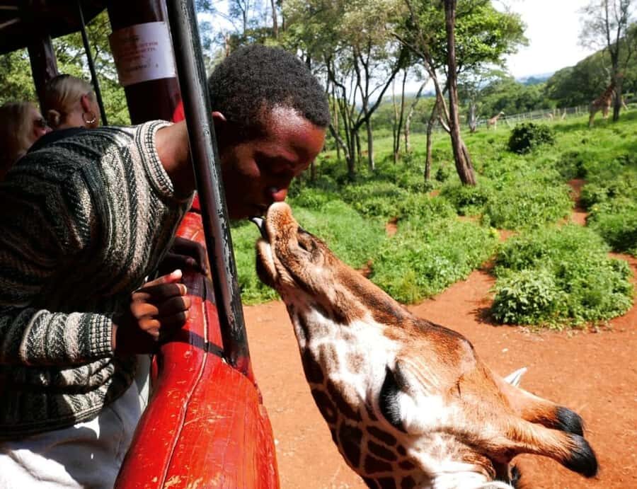 David Sheldrick Wildlife Trust & Giraffe Center with Lunch - Key things to know before you go