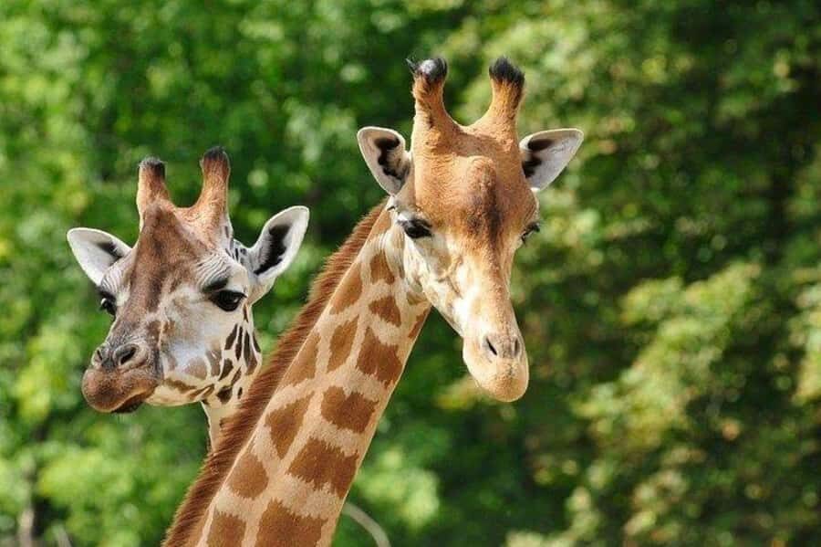 David Sheldrick Wildlife Trust & Giraffe Center with Lunch - Price and value: what you get for $193 (and what you need to add)