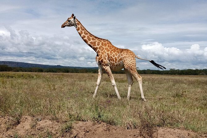 Day Safari; Amboseli National Park from Nairobi. - Amboseli’s wildlife checklist: elephants first, then the rest of the cast