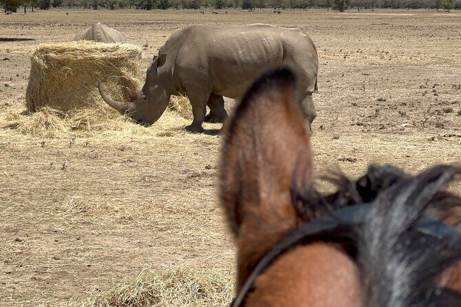 Day safari to Olpejeta Rhino conservancy - Price and value: what $250 actually buys you