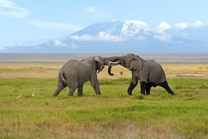 Day Tour - Amboseli National Park From Nairobi - Key Things You’ll Notice on This Amboseli Day Trip